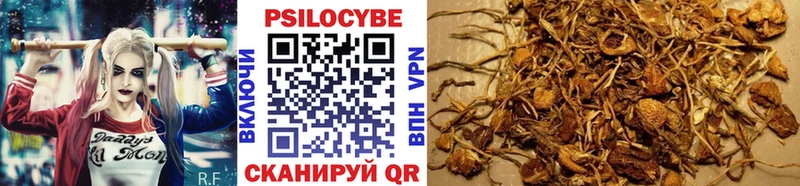 купить   Арсеньев  Псилоцибиновые грибы мицелий 